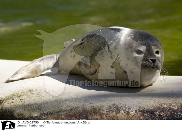 Seehund / common harbor seal / AVD-02750