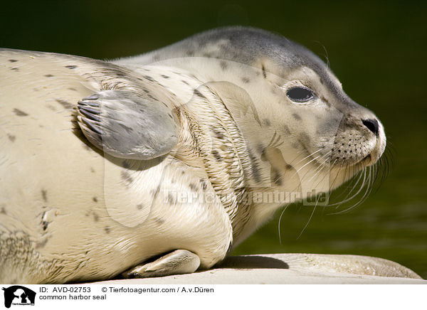 Seehund / common harbor seal / AVD-02753