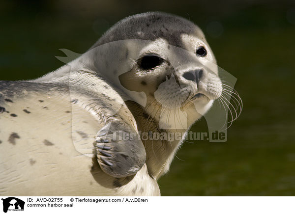 common harbor seal / AVD-02755