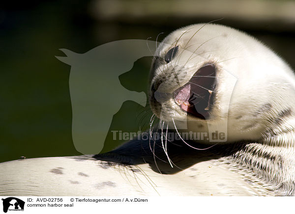 common harbor seal / AVD-02756