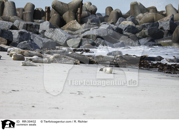 Seehunde / common seals / RR-39402