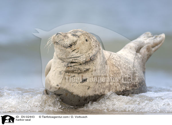 harbor seal / DV-02443