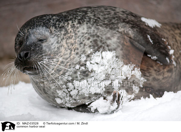 common harbor seal / MAZ-03528