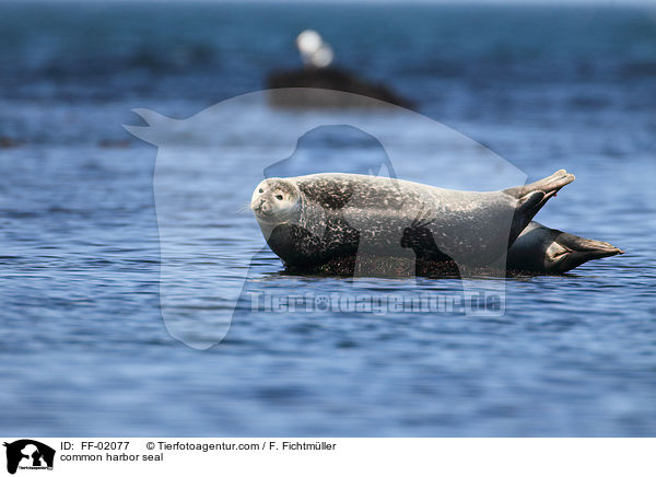 Seehund / common harbor seal / FF-02077