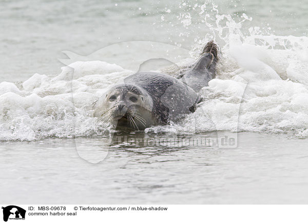common harbor seal / MBS-09678