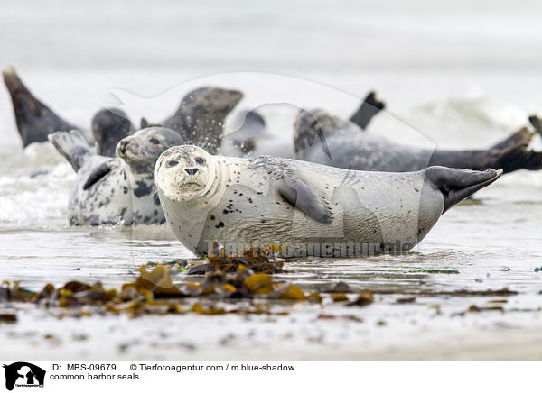 common harbor seals / MBS-09679