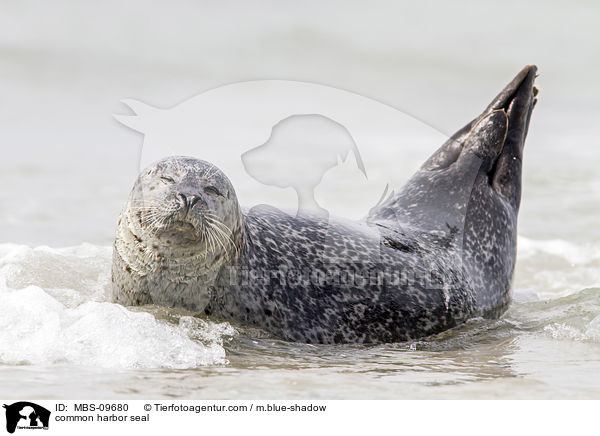common harbor seal / MBS-09680