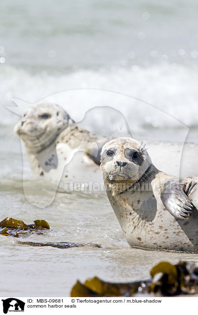 common harbor seals / MBS-09681