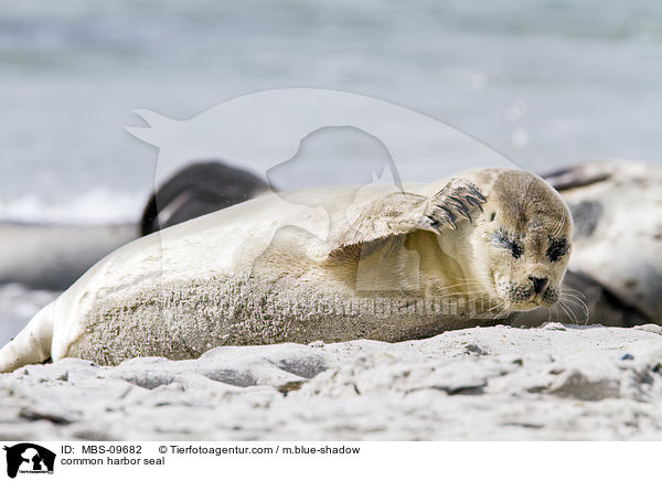 common harbor seal / MBS-09682