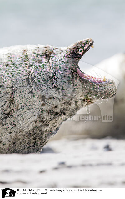 common harbor seal / MBS-09683