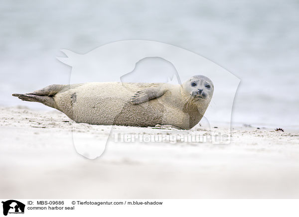 common harbor seal / MBS-09686