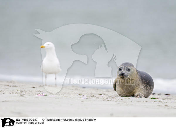 common harbor seal / MBS-09687