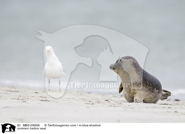 common harbor seal / MBS-09688