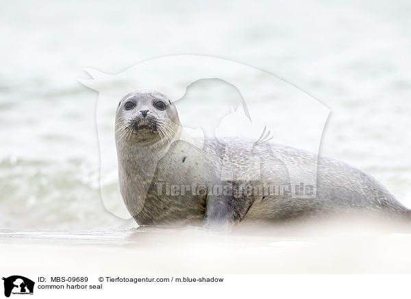 common harbor seal / MBS-09689