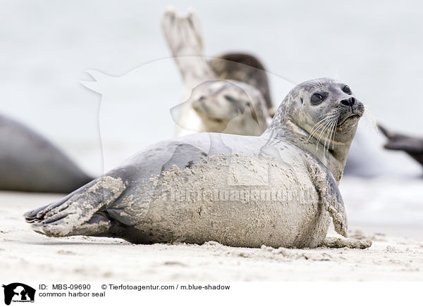 common harbor seal / MBS-09690