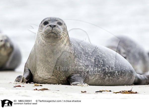 common harbor seal / MBS-09691