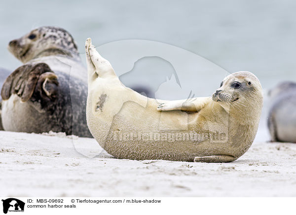 common harbor seals / MBS-09692