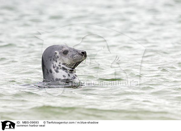 common harbor seal / MBS-09693