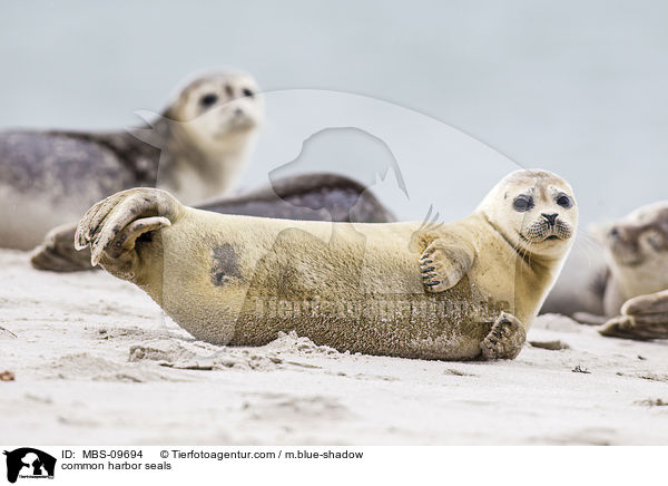 common harbor seals / MBS-09694