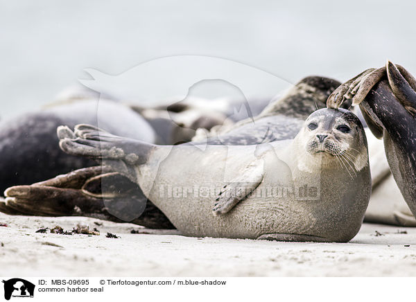 common harbor seal / MBS-09695