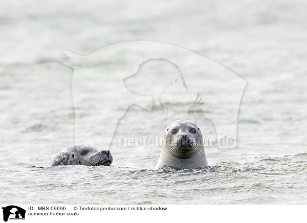 common harbor seals / MBS-09696