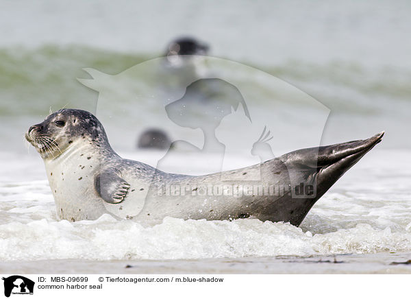 Seehund / common harbor seal / MBS-09699