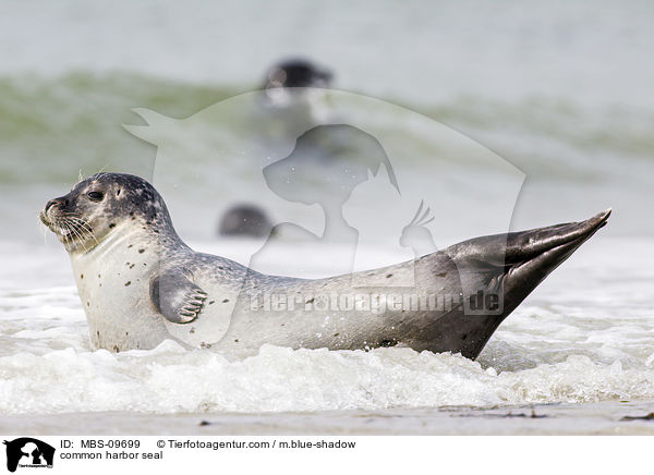 common harbor seal / MBS-09699