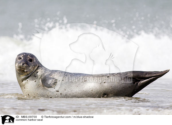 Seehund / common harbor seal / MBS-09700