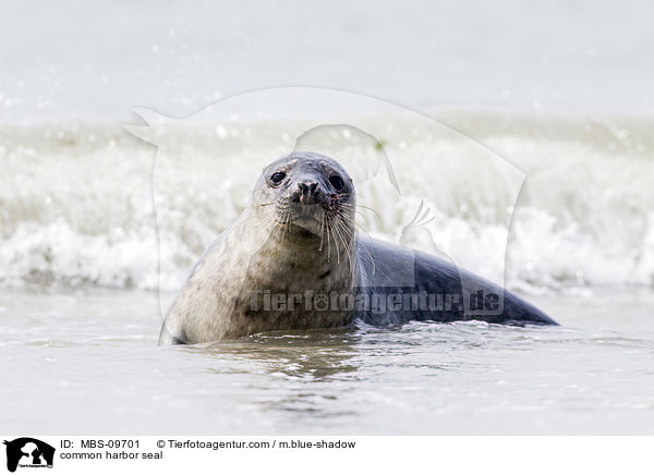 Seehund / common harbor seal / MBS-09701