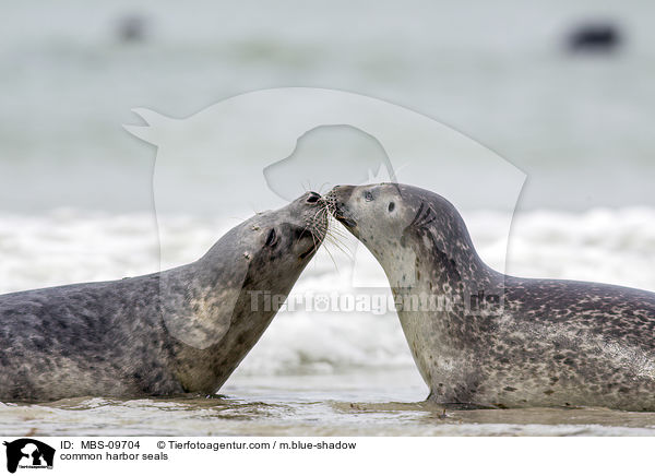 Seehunde / common harbor seals / MBS-09704