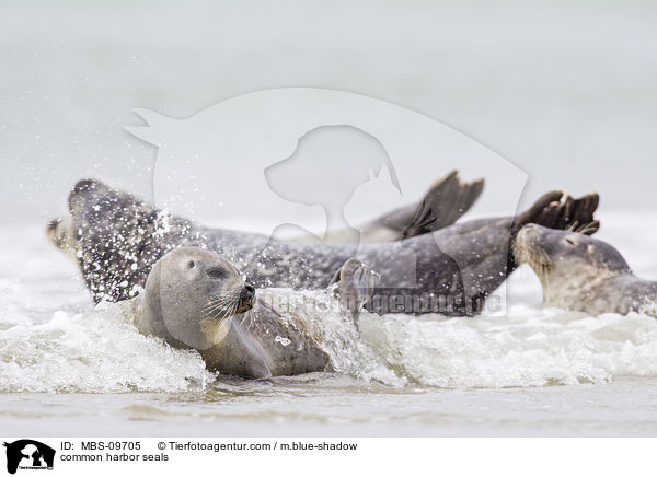 common harbor seals / MBS-09705