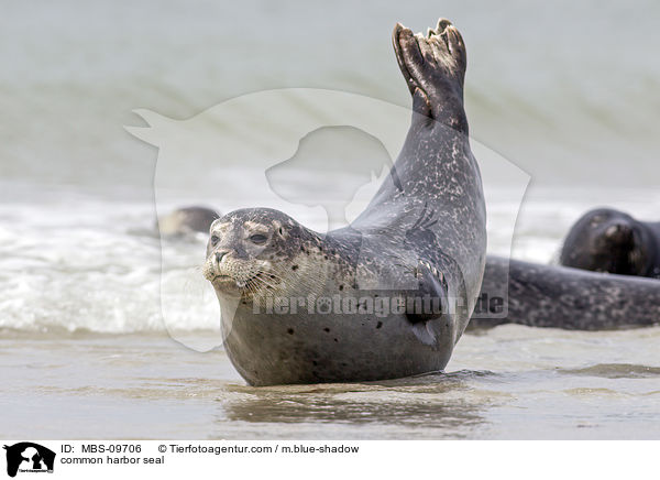 common harbor seal / MBS-09706