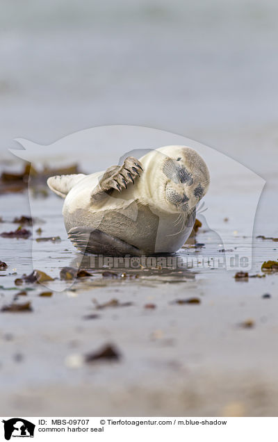 common harbor seal / MBS-09707