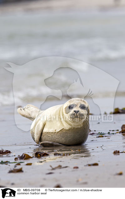 common harbor seal / MBS-09708