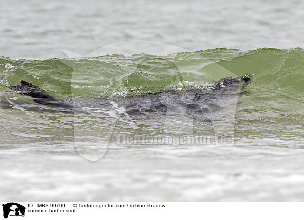 Seehund / common harbor seal / MBS-09709