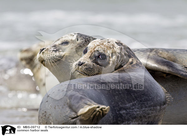 Seehunde / common harbor seals / MBS-09712