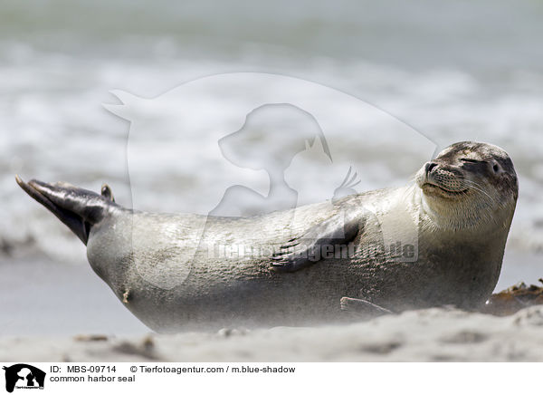 Seehund / common harbor seal / MBS-09714