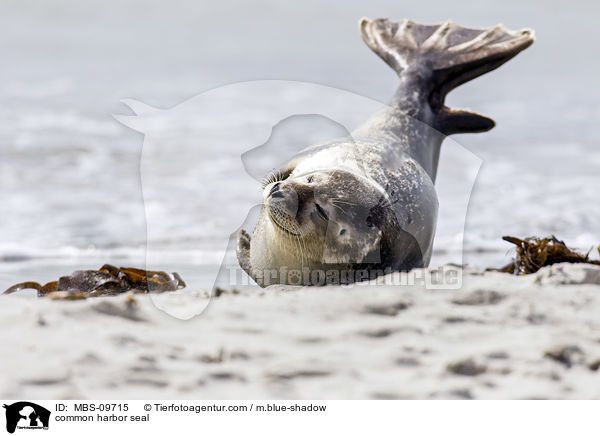 common harbor seal / MBS-09715