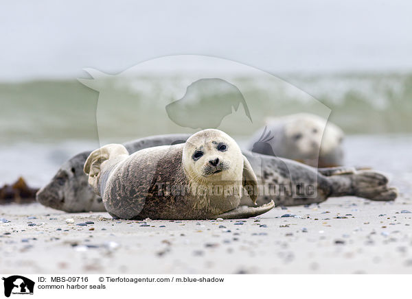 common harbor seals / MBS-09716