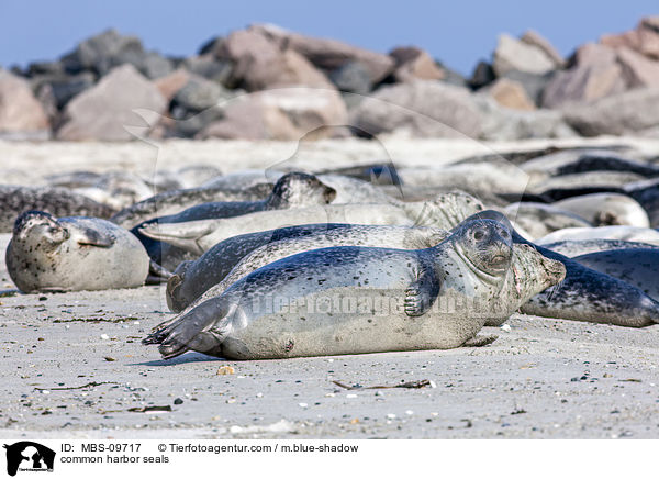 common harbor seals / MBS-09717