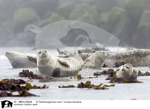 Seehund / common harbor seal / MBS-09868
