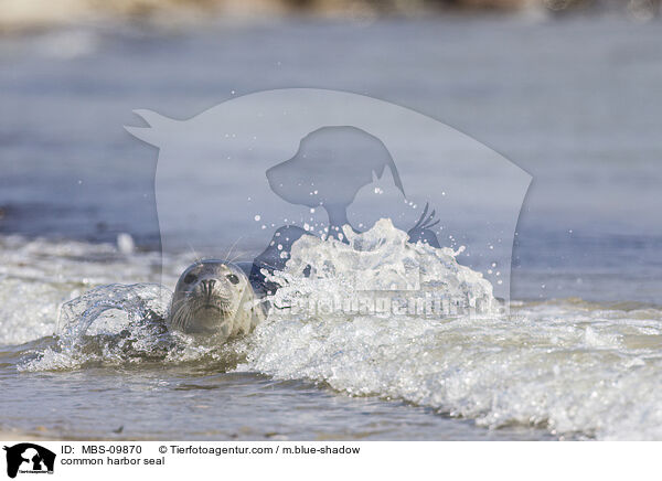 Seehund / common harbor seal / MBS-09870