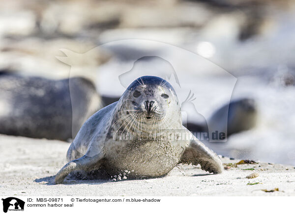 common harbor seal / MBS-09871