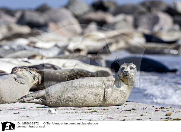 Seehund / common harbor seal / MBS-09872