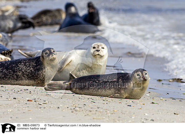 common harbor seal / MBS-09873