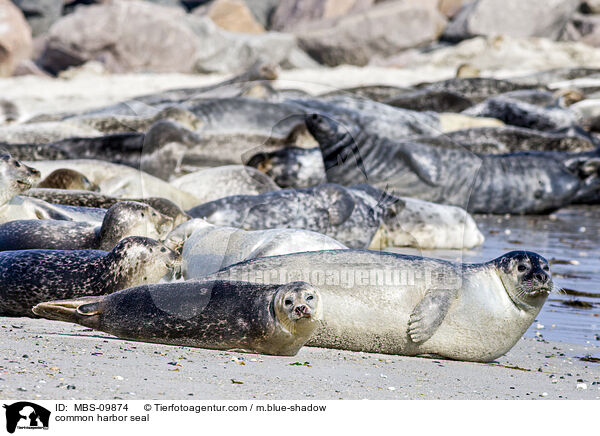 common harbor seal / MBS-09874