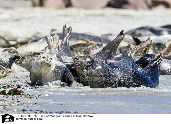 Seehund / common harbor seal / MBS-09875