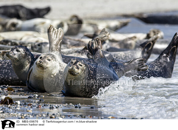 Seehund / common harbor seal / MBS-09876