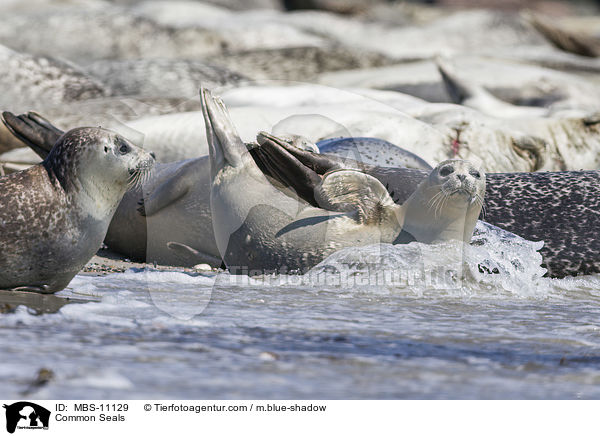 Common Seals / MBS-11129