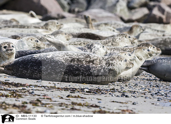 Common Seals / MBS-11130